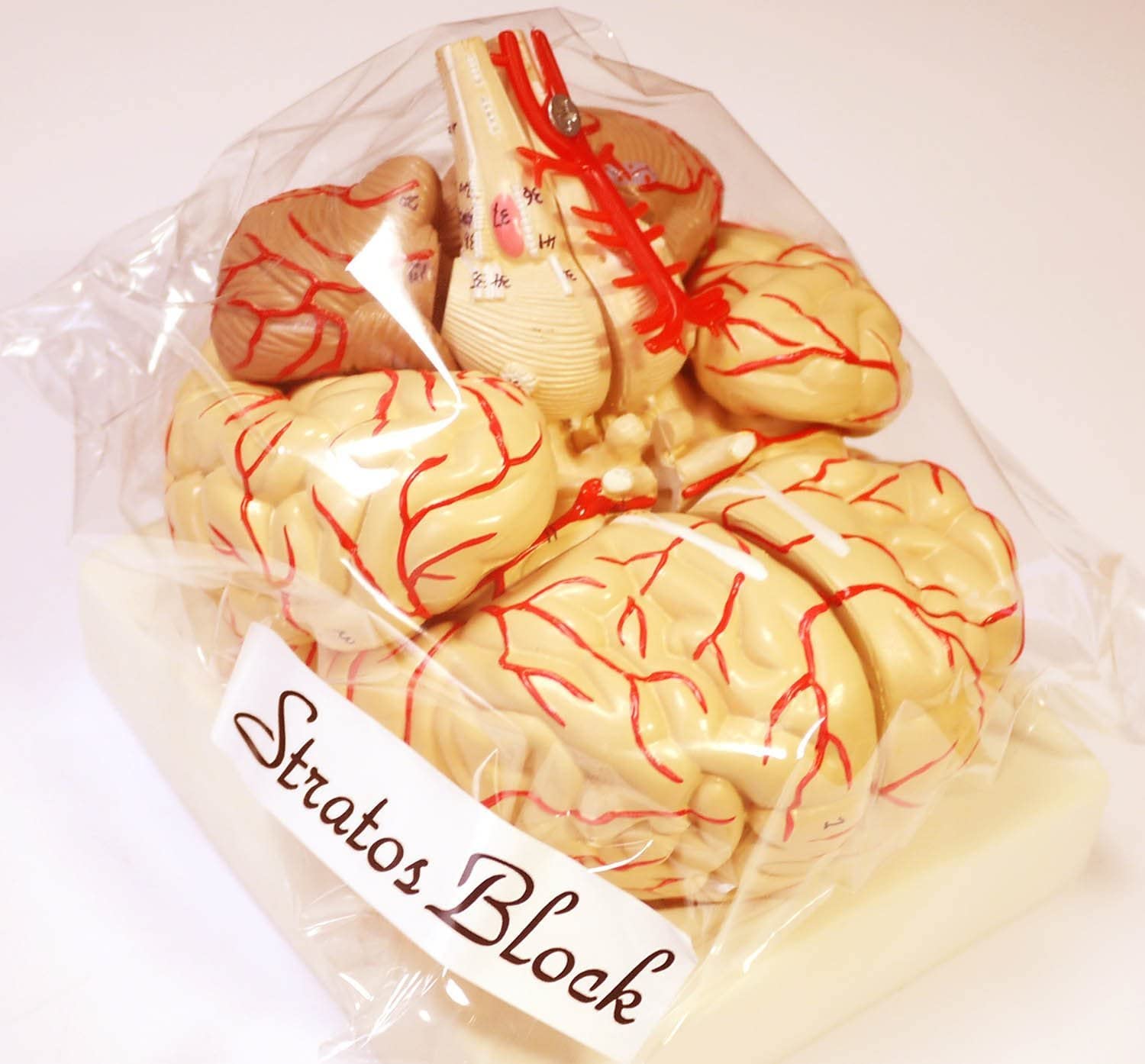 足　筋肉　模型 9分解　人体模型 人體肌肉解剖模型:: 錫昌科技股份有限公司-醫護教育